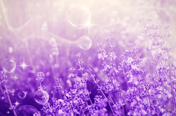 Lavendel stemming — Stockfoto