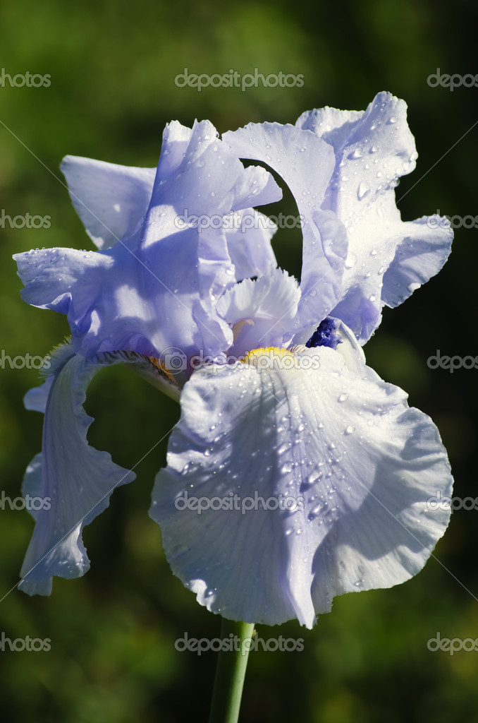 Iris Flower Stock Photo by ©Razvodovska 49956601