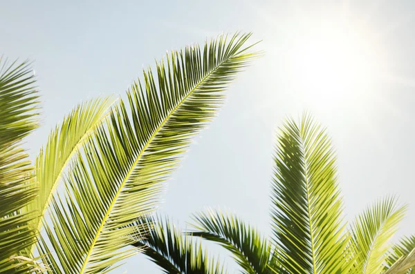 Zomer palmen — Stockfoto