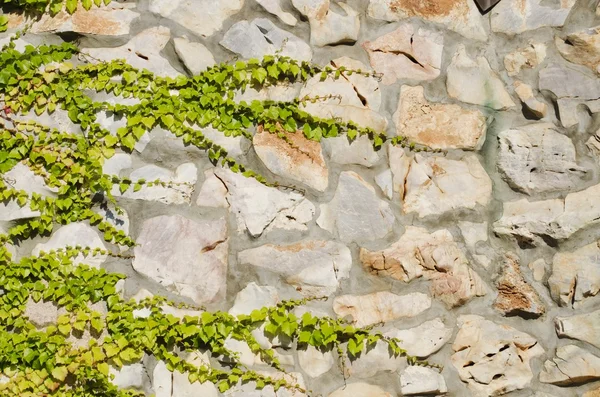 Steinmauer mit viel Grün — Stockfoto