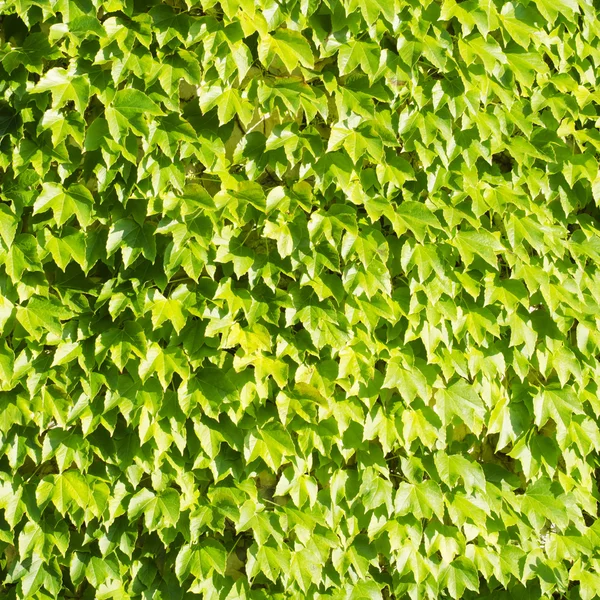 绿色叶背 — 图库照片