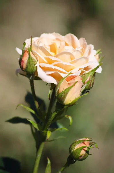 Roze bloem — Stockfoto