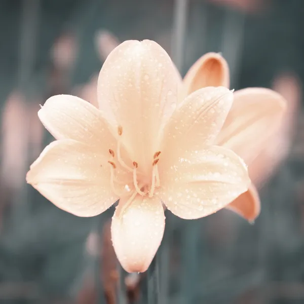 Lírio flor — Fotografia de Stock