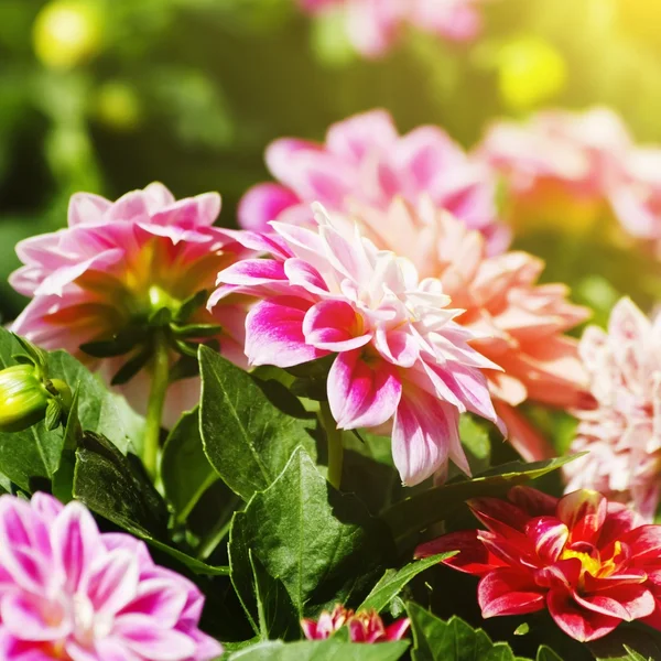 Chrysanthemenblüte — Stockfoto