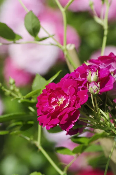 Rosenblüte — Stockfoto