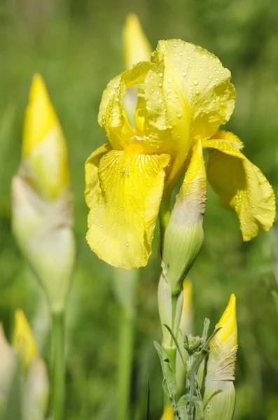 Flor da íris — Fotografia de Stock