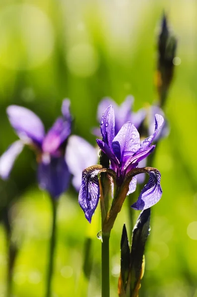 Iris bloem — Stockfoto