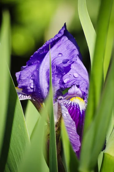 Iris bloem — Stockfoto