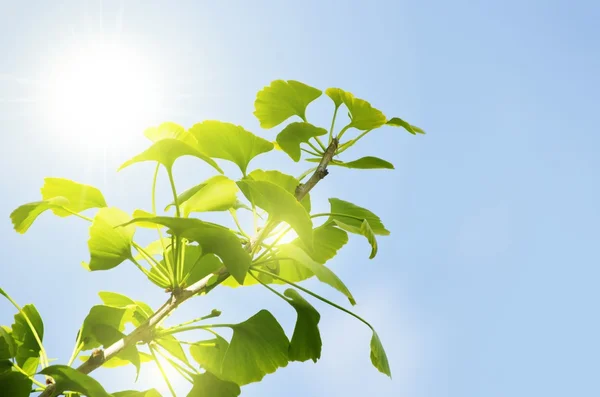 Ginkgo biloba-Baum — Stockfoto