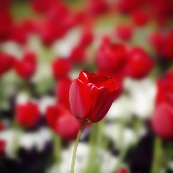 Flor vermelha da tulipa — Fotografia de Stock