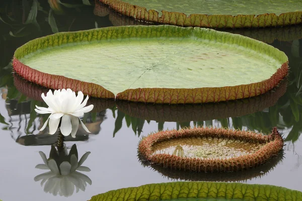 Victoria lotusblomma och blad i damm. — Stockfoto