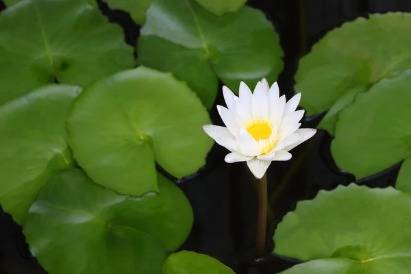 Lotus blanc et feuille verte dans un étang ombragé . — Photo