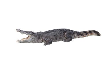 Timsah ağzı kalış dinlenme beyaz zemin üzerine açık.