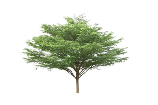 Fildişi Sahili badem ağacı beyaz zemin üzerine.