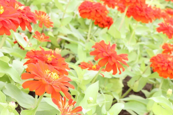 Flor de zinnia roja en ángulo de pendiente de jardín público . —  Fotos de Stock
