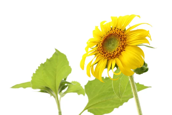 Tournesol et feuille isolés sur fond blanc . — Photo