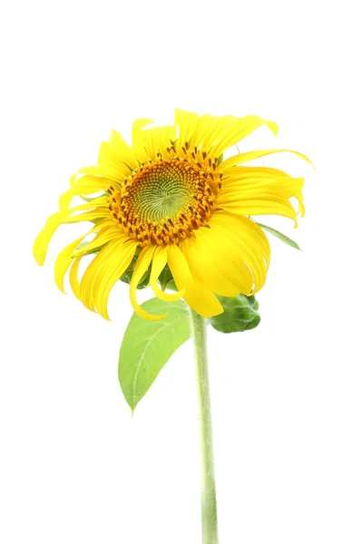 Tournesol simple et feuille isolée sur fond blanc . — Photo