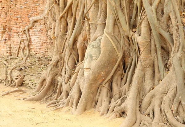 Sandstone Buddha head covered tree root. — Stock Photo, Image