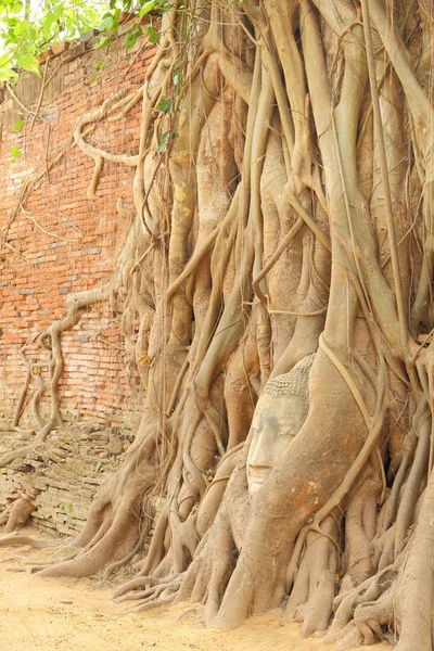 Sandstone Buddha head covered tree root near brick wall. — Stock Photo, Image