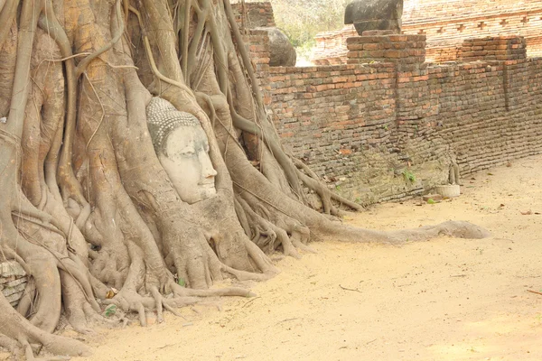 Arenisca Buddha cabeza cubierta árbol raíz frente pared de ladrillo . —  Fotos de Stock