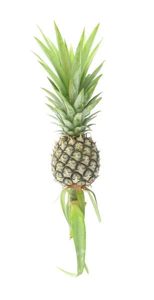 Ananas verticale intero su sfondo bianco . — Foto Stock