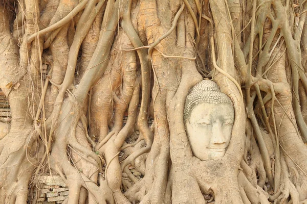 Buddha-hode dekket rot av trær . – stockfoto