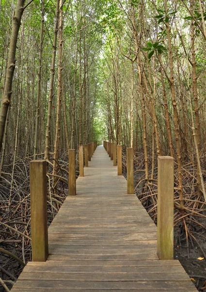 Pólo de madeira caminho a pé para a floresta tropical . — Fotografia de Stock