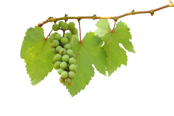 Młody zielony owoc winogron i liść na białym tle. — Zdjęcie stockowe