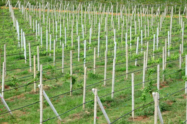 Fila de fazenda de uva de poste de cimento . — Fotografia de Stock