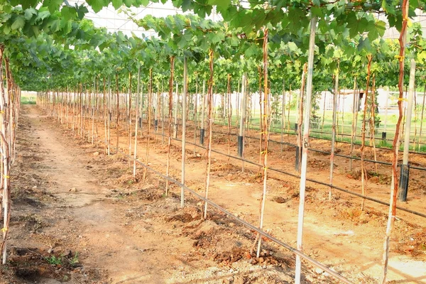 Lato di fila fattoria uva verde sotto serra coperchio di plastica . — Foto Stock