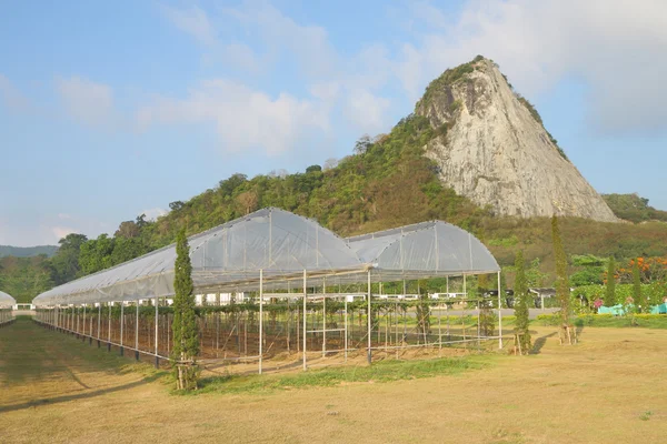 Druva växthusgaser gård nära mountain. — Stockfoto