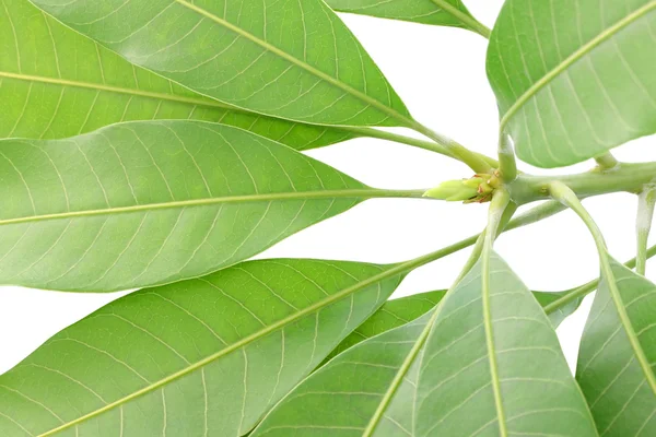 Young treetop of mango leaf on white background. — Stock Photo, Image