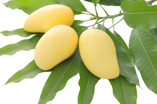 Trzy żółte mango na liść ostrości w centrum owoców. — Zdjęcie stockowe