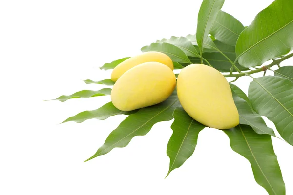 Three yellow mango leaf on white background. — Stock Photo, Image