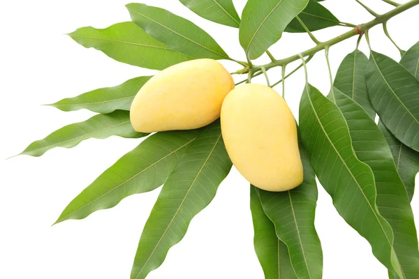 Two yellow mango leaf isolated on white background. — Stock Photo, Image