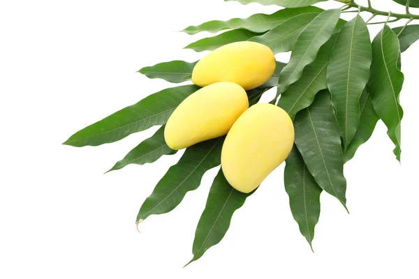 Trzy żółte mango i stos zanieczyszczony liść na białym tle. — Zdjęcie stockowe