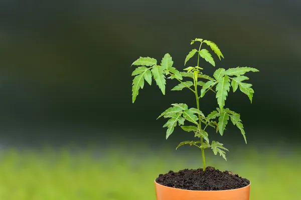 Giovane seme di neem siamese germoglio su vaso di piante . — Foto Stock