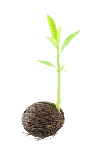 Young othalanga sprout seed and leaf right side on white background. — Stock Photo, Image