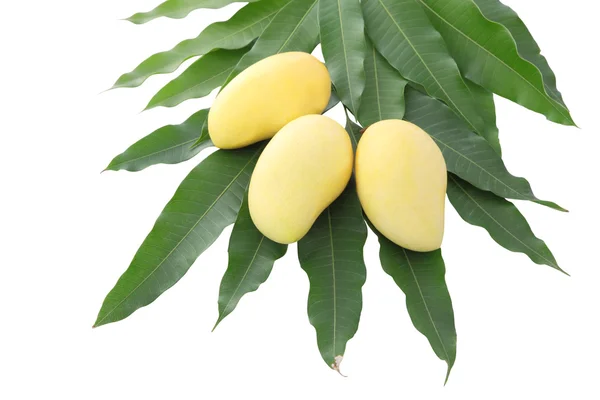 Trzy żółte mango i stos liści ostrości w pobliżu na białym tle na białym tle. — Zdjęcie stockowe