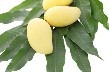 Sarı mango ve yaprak beyaz zemin üzerine.