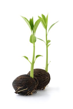 Genç othalanga Filiz beyaz zemin üzerinde tohum odak yakın.