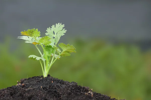 Zelená Petrželka růst rostlin na ornice. — Stock fotografie