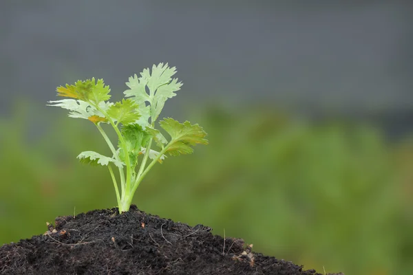 Crescita delle piante di prezzemolo verde sul terreno superiore . Immagine Stock