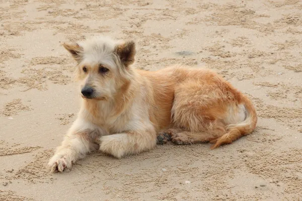 Sale chien attendant quelqu'un sur la plage de sable . — Photo