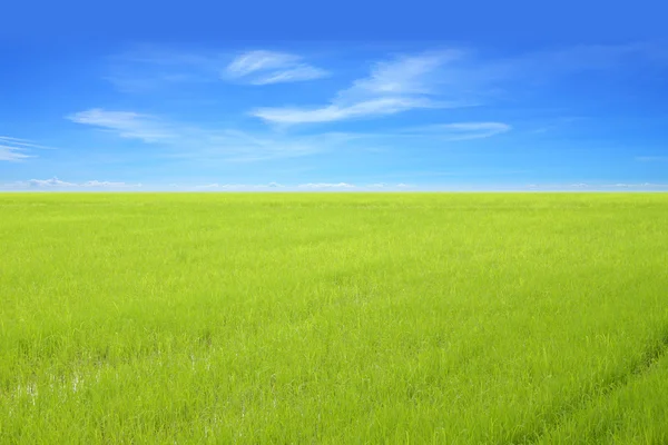 Giovane campo di riso verde con cielo blu . — Foto Stock