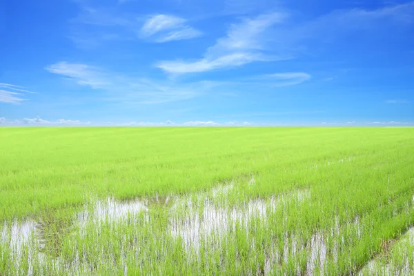 Fila de campo de arroz verde com céu azul . — Fotografia de Stock