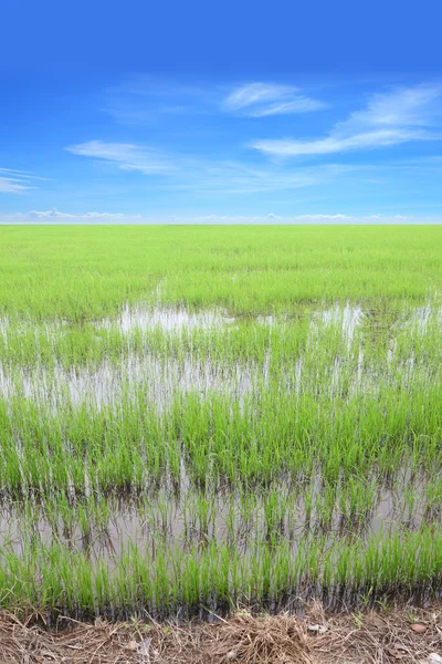 Pionowym rzędzie zielony ryżu pola z błękitnego nieba. — Zdjęcie stockowe