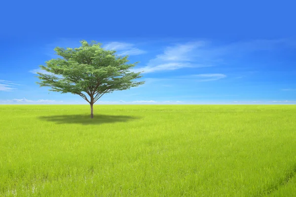 Singolo albero su campo verde e cielo blu . — Foto Stock