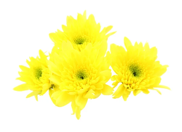 Fleur de chrysanthème jaune sur fond blanc. — Photo