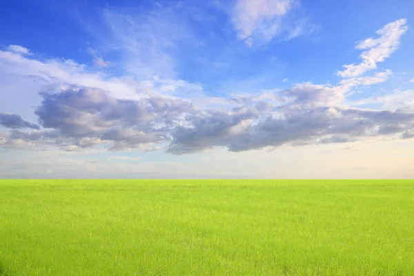 Zielone pola i chmury wcześnie rano niebo. — Zdjęcie stockowe